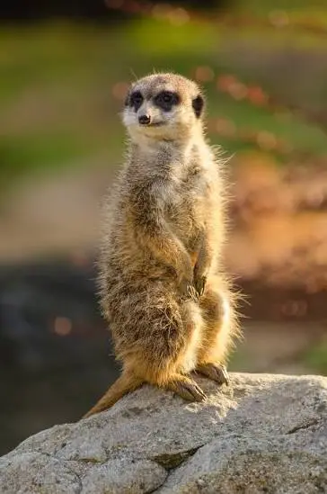 Animal Photo